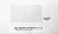 Rhytisma salicinum image